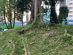 Braddell View (D20), Apartment #485347651